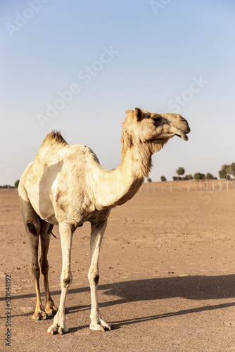 One adult Dromedary camel  Camelus dromedarius  standing on sand on a desert farm  portrait view. Sharjah  United Arab Emirates.