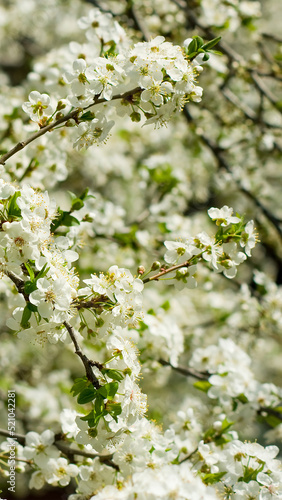 image of a blossoming fruit tree in spring.