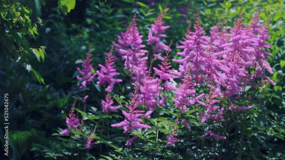 A woman's hand touches the pleasant soft flowers of pink astilba on a sunny summer day. Butterflies are fluttering. A woman's hand touches the pleasant soft flowers of pink astilba on a sunny summer day. Butterflies are fluttering.