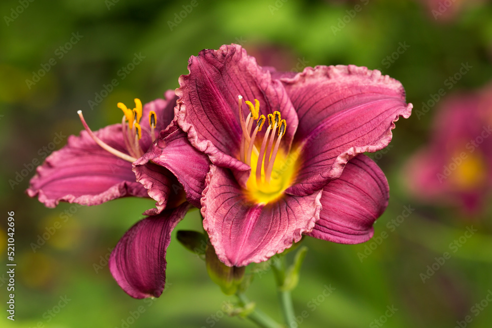 Closeup of colorful day lily in summer
Closeup of colorful day lily in summer