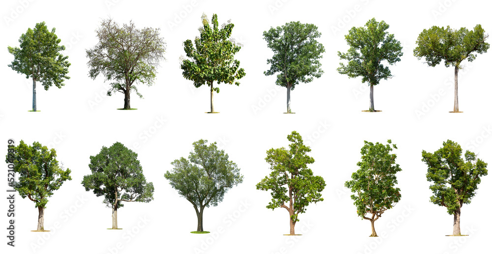 Isolated trees on white background , The collection of trees. - obrazy, fototapety, plakaty 