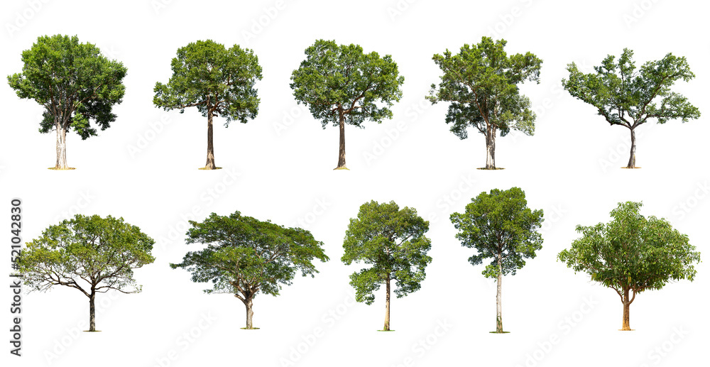 Fototapeta premium Isolated trees on white background , The collection of trees.