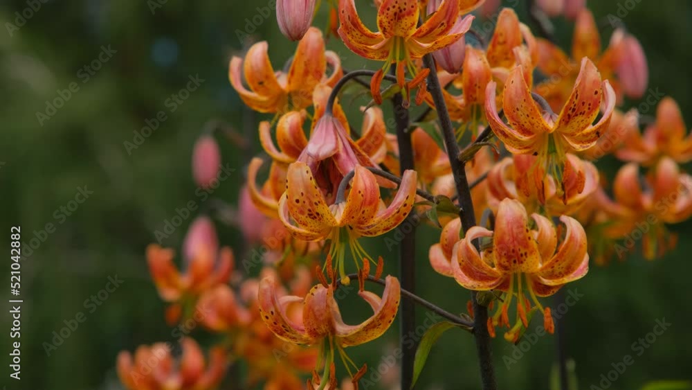Lilia Far Eastern orange saranka on the background of a green lawn close-up, curved petals, long stamens and spots grow. Spotted orange lily flowers on a summer garden bed in the garden Lilia Far Eastern orange saranka on the background of a green lawn close-up, curved petals, long stamens and spots grow. Spotted orange lily flowers on a summer garden bed in the garden