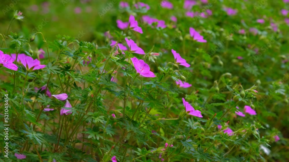 Sunlight and cosmos flower. Pink flowers with green leaves, dense background of pink flowers. Sunlight and cosmos flower. Pink flowers with green leaves, dense background of pink flowers.
