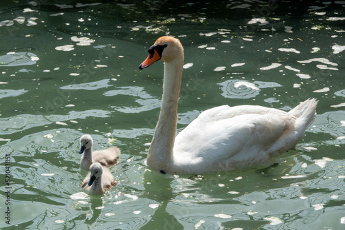 swan with her two cute cygnets on the water	
