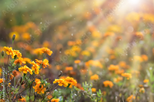 Orange marigold flowers. Colorful autumn background. Tagetes in the sun
