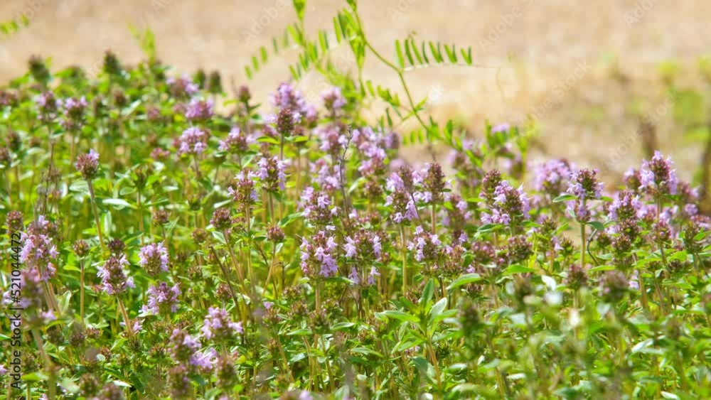 The macro photo of herb Thymus serpyllum, Breckland thyme. Breckland wild thyme, creeping thyme, or elfin thyme blossoms close up. Natural medicine. Culinary ingredient and fragrant spice in habitat The macro photo of herb Thymus serpyllum, Breckland thyme. Breckland wild thyme, creeping thyme, or elfin thyme blossoms close up. Natural medicine. Culinary ingredient and fragrant spice in habitat