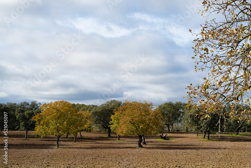 Pareja de Quejigos, quercus faginea photo