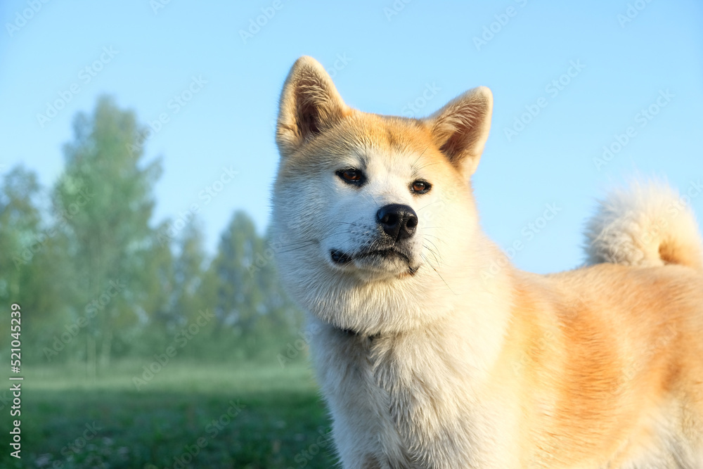Akita inu dog on green natural abstract background. portrait of beautiful cute red Japanese dog outdoor in summer day