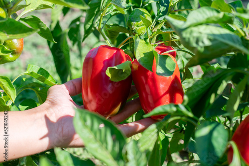 Farmer is gathering and picking red mature juicy bell peppers from bush with green leaves on vegetable bed on sunny day. Organic eco veggies cultivation and harvesting in garden.