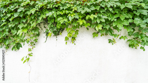 green ivy on the white wall beside the road.