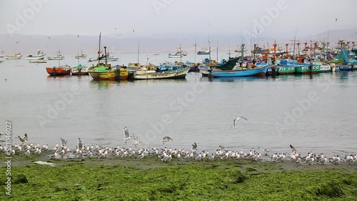 Time lapse fishermen boats near the shore with group of white and grey seagulls. Peru. High quality FullHD footage photo