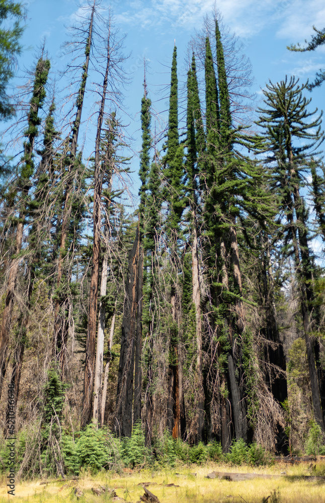 Rebirth of the Redwood Forest after the fire in Big Basin Redwood State Park Rebirth of the Redwood Forest after the fire in Big Basin Redwood State Park