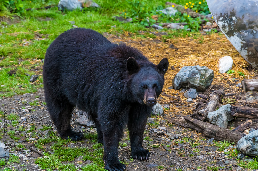A close up view of a black bear on the outskirts of Sitka, Alaska in summertime A close up view of a black bear on the outskirts of Sitka, Alaska in summertime