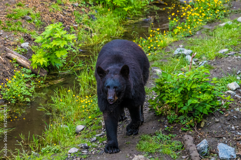 A view of a black bear prowling on the outskirts of Sitka, Alaska in summertime A view of a black bear prowling on the outskirts of Sitka, Alaska in summertime