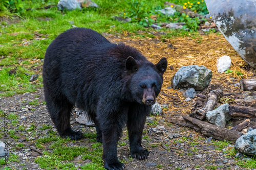 A close up view of a black bear on the outskirts of Sitka, Alaska in summertime