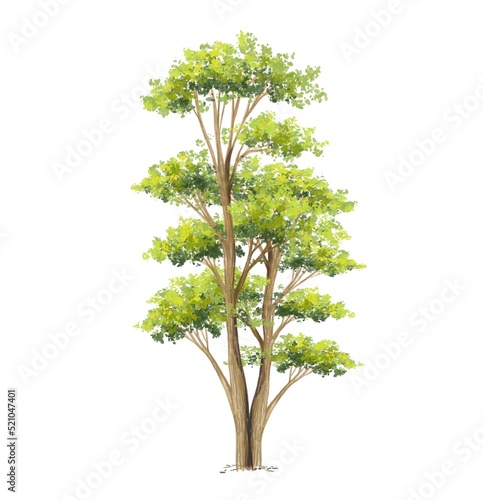 watercolor of tree side view isolated on white background for landscape  and architecture drawing  elements for environment and garden  painting botanical for section 