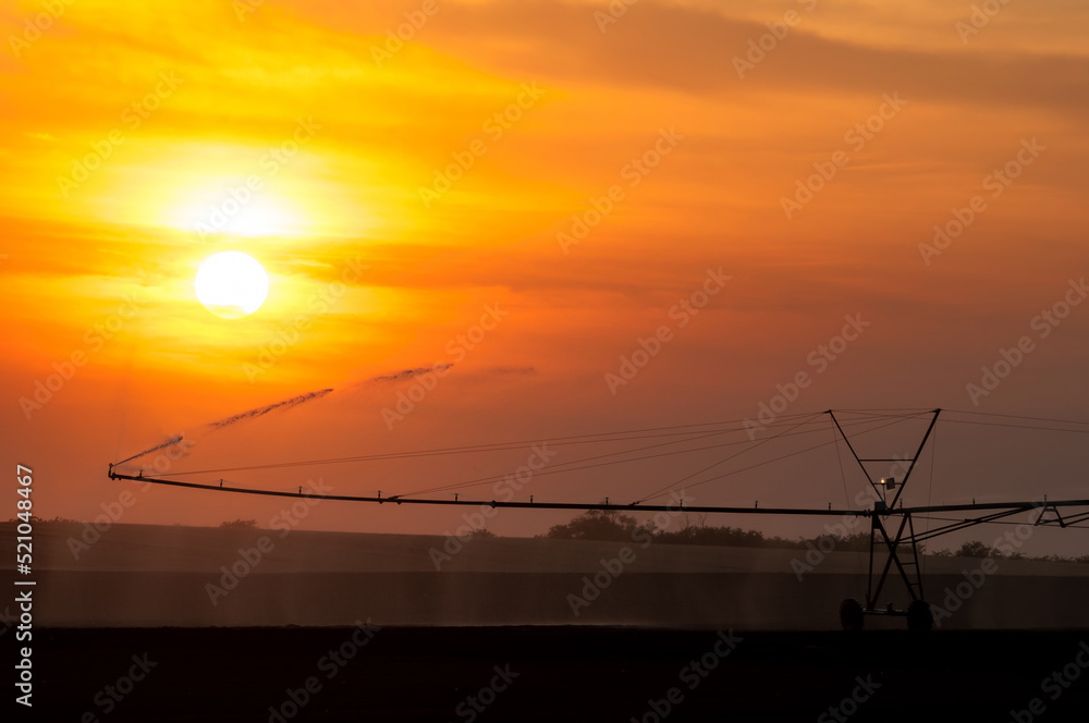 Agricultural irrigation system watering field of green peas in summer