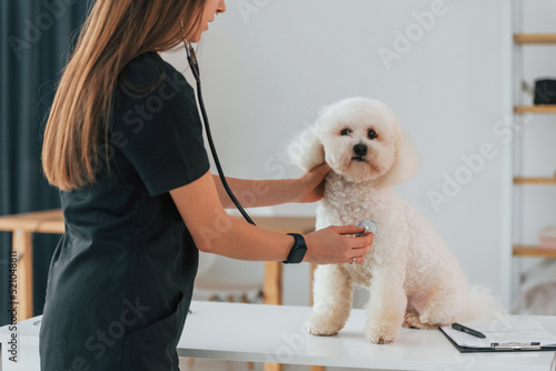 Fototapeta Naklejka Na Ścianę i Meble -  Woman is using stethoscope. Cute little dog is in the veterinary clinic