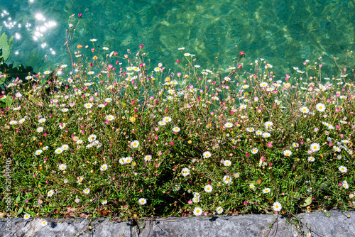 Blumenwiese wächst am Fluss direkt aus der Steinwand