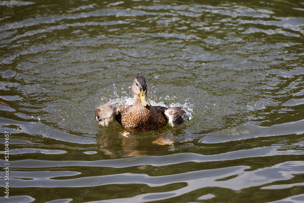 Fototapeta premium Mallard duck splashing in water. Female duck on a lake in summer