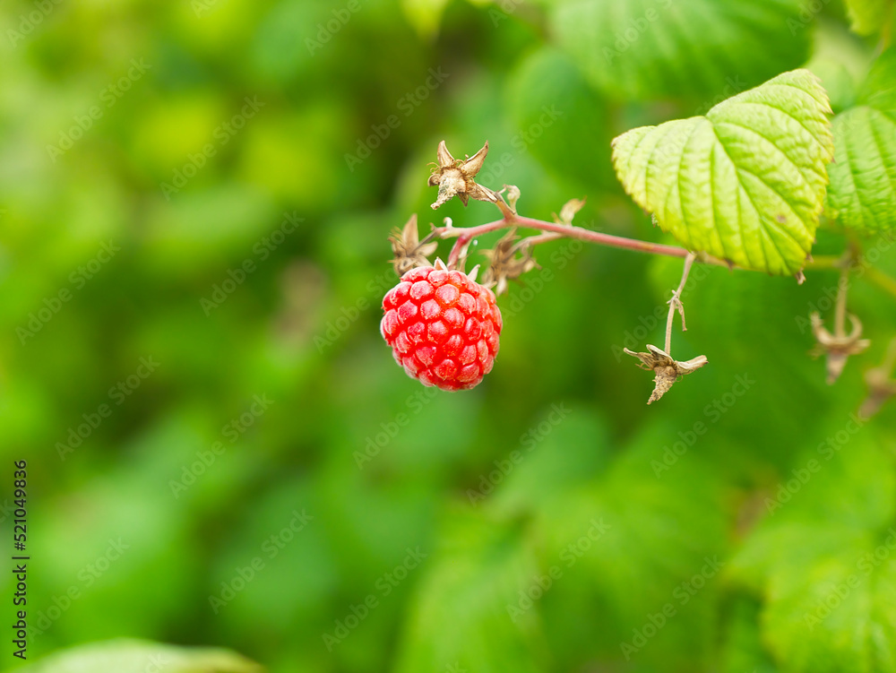 ripe red raspberry on a green background ripe red raspberry on a green background