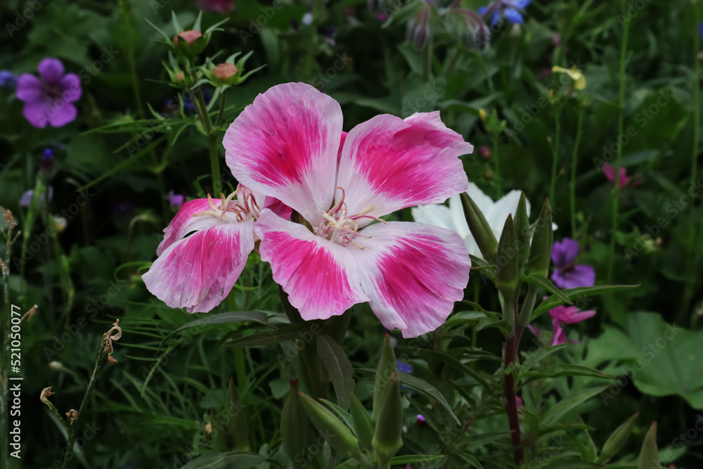 Blüte, Blumen, Blüten, Sommerazalee, Azalee Blüte, Blumen, Blüten, Sommerazalee, Azalee