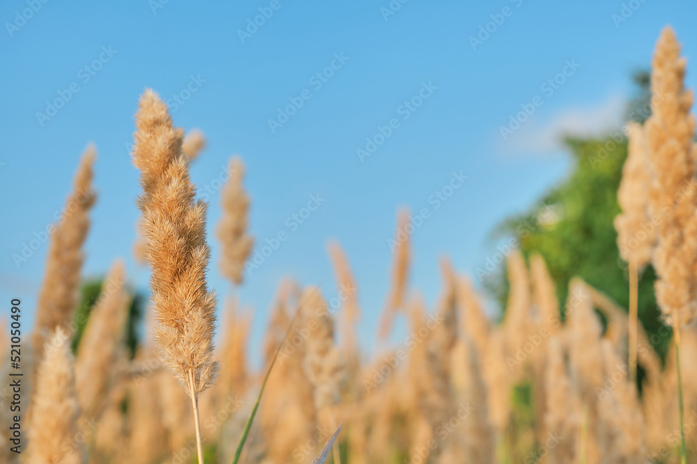 Selective soft focus of dry grass, blurred autumn background against a blue sky, reed stalks fluttering in the wind in the golden light of a sunset. Nature, summer, grass concept Selective soft focus of dry grass, blurred autumn background against a blue sky, reed stalks fluttering in the wind in the golden light of a sunset. Nature, summer, grass concept