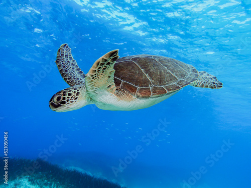 Green sea turtle from Cyprus - Chelonia mydas  © Sakis Lazarides