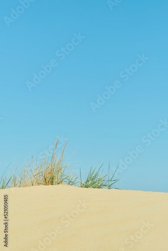 Fototapeta Naklejka Na Ścianę i Meble -  Wild beach, vertical shot, sand and bright blue summer sky, grass on the crest of a dune, seaside vacation idea, backdrop or screensaver for advertising
