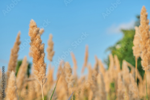 Selective soft focus of dry grass, blurred autumn background against a blue sky, reed stalks fluttering in the wind in the golden light of a sunset. Nature, summer, grass concept