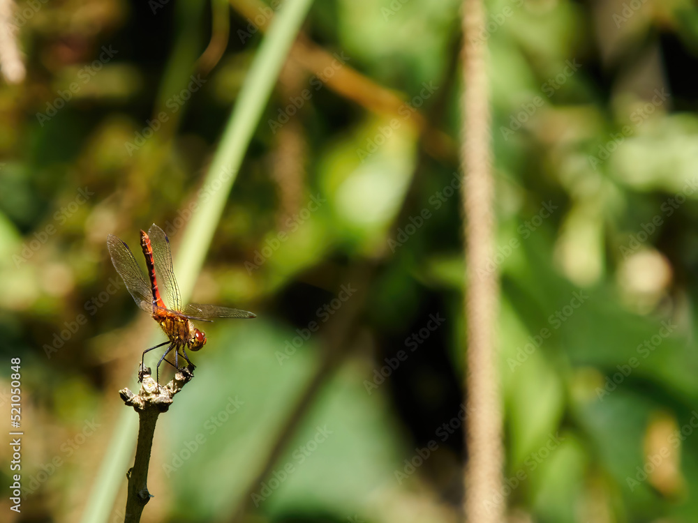 A red-veined darter dragonfly in bright sunlight, poised on the tip of a plant stem, about to launch into the air and take flight. A red-veined darter dragonfly in bright sunlight, poised on the tip of a plant stem, about to launch into the air and take flight.