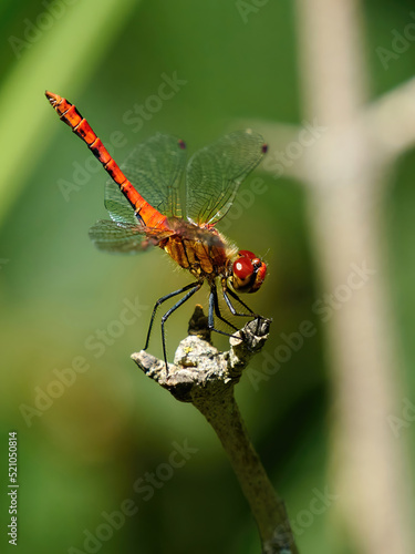 A red-veined darter arches on its perch as it attempts to cool down and minimise the area exposed to the hot sun.
