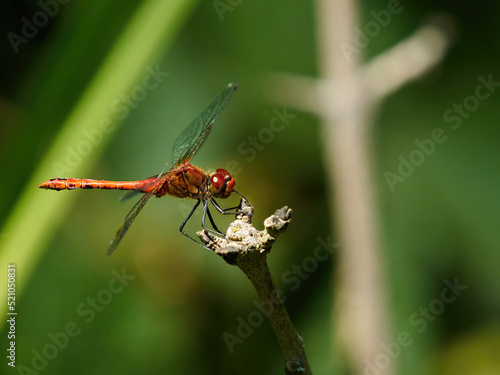 A red-veined darter perched on a woody plant stem in strong, hot sunshine, ahead of a de-focused woodland background. © Das