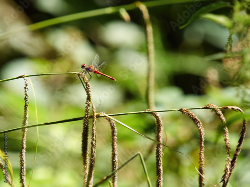 A red-veined darter perched on a stem of feathery grass in strong, hot sunshine, ahead of a de-focused woodland background.