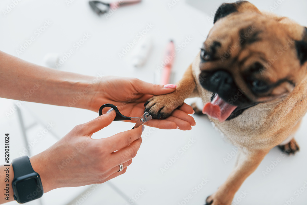 How to Handle Aggression in Dogs During Nail Clippings