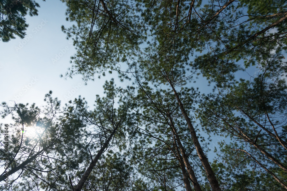 Pine trees in the forest , their branches against a blue sky, a perspective view from the bottom up.On Thung Salaeng Luang, Thailand.for nature study, to make nature background. Pine trees in the forest , their branches against a blue sky, a perspective view from the bottom up.On Thung Salaeng Luang, Thailand.for nature study, to make nature background.