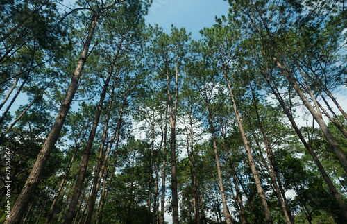 Pine trees in the forest , their branches against a blue sky, a perspective view from the bottom up.On Thung Salaeng Luang, Thailand.for nature study, to make nature background.