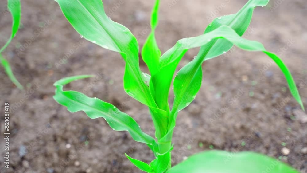 Young corn sprout in water drops in bright weather Young corn sprout in water drops in bright weather
