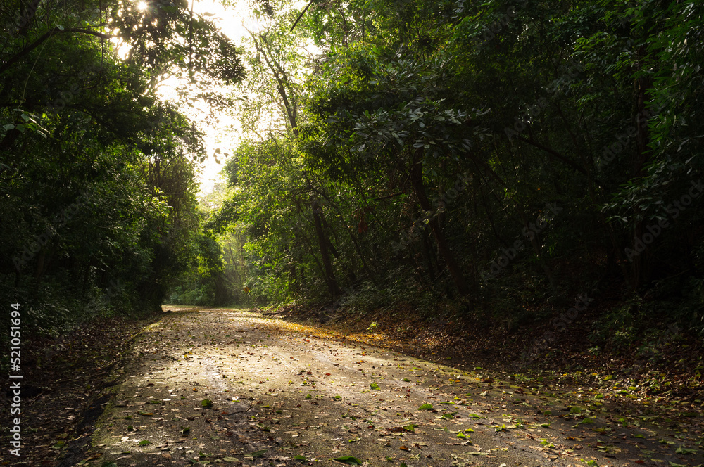 abandoned road in the middle of the rain forest in panama abandoned road in the middle of the rain forest in panama