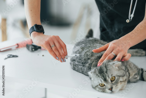 Scottish fold cat is in the grooming salon with female veterinarian © standret