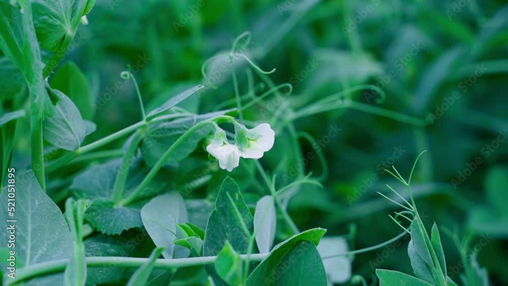 White flowers of flowering pea close-up with a blurred background.Smooth parallax camera movement. Growing beans White flowers of flowering pea close-up with a blurred background.Smooth parallax camera movement. Growing beans
