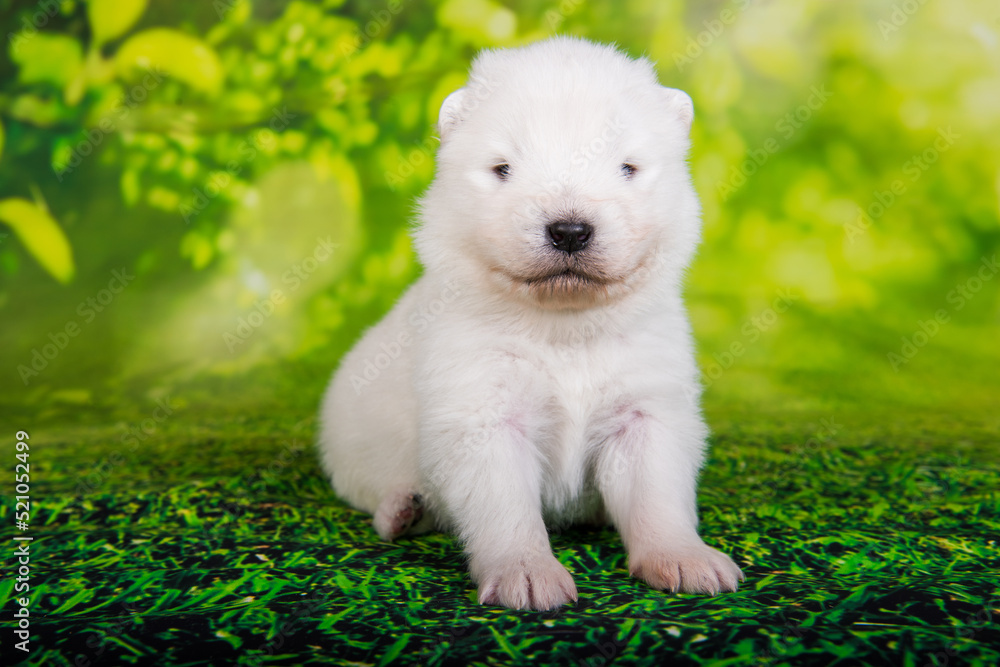 White small Samoyed puppy dog on green grass background White small Samoyed puppy dog on green grass background