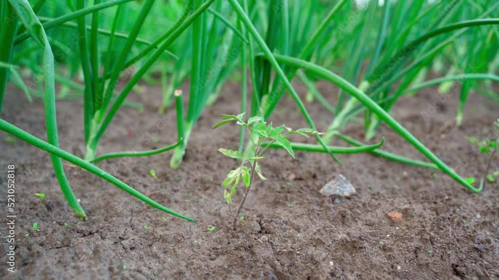 A small tomato seedling grows against the background of a large green onion A small tomato seedling grows against the background of a large green onion