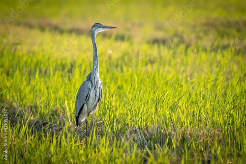 Gray heron between green rice fields in the Albufera of Valencia natural park.