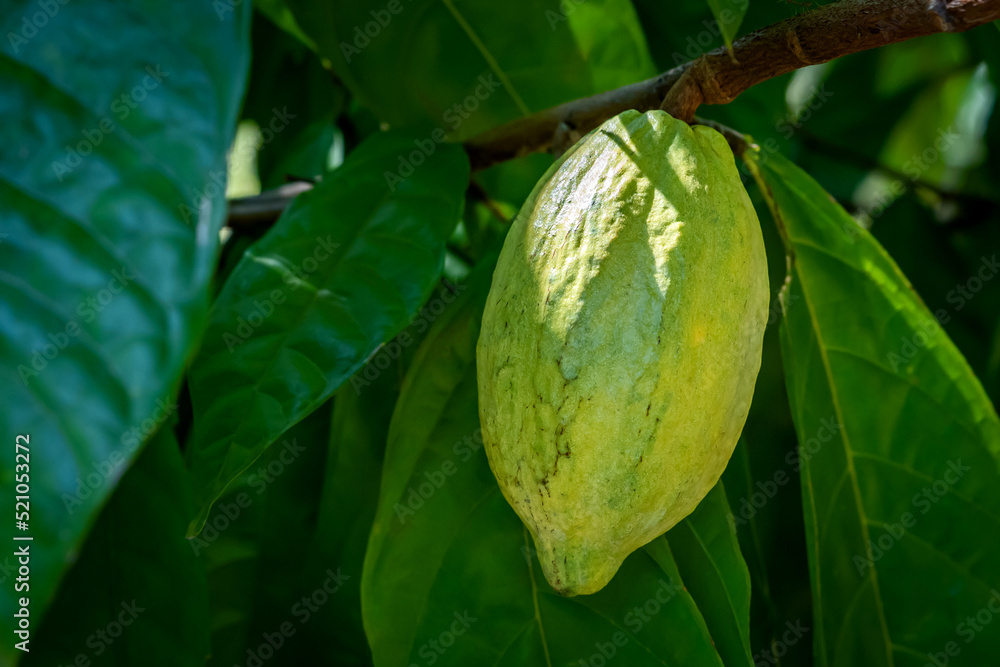 Φωτογραφία Close-up of the plant's fresh cacao pods, Criollo, Forastero, Trinitario, and cocoa beans