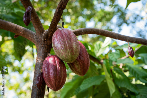 Large bunch of fresh cocoa pods Criollo, Forastero, Trinitario, cocoa beans from the tree.