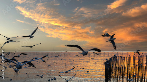 Bang Pu. Thailand. December 19 - 2020: People watched the sunset at Bang Pu, There are lots of seagulls fly, Recreation Center, Thailand. photo