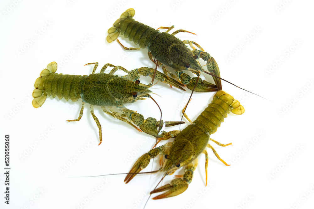 Three live crayfish crawl in clear underwater on a white background. Three live crayfish crawl in clear underwater on a white background.