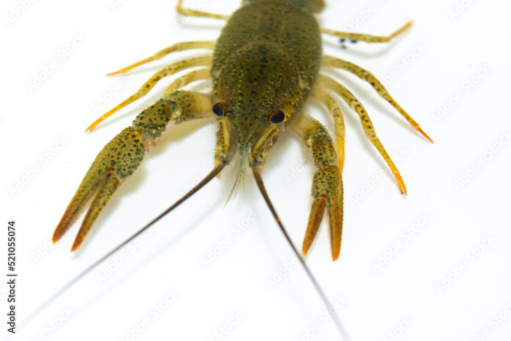 One live crayfish moves its claws and limbs in clear water on a white background. One live crayfish moves its claws and limbs in clear water on a white background.